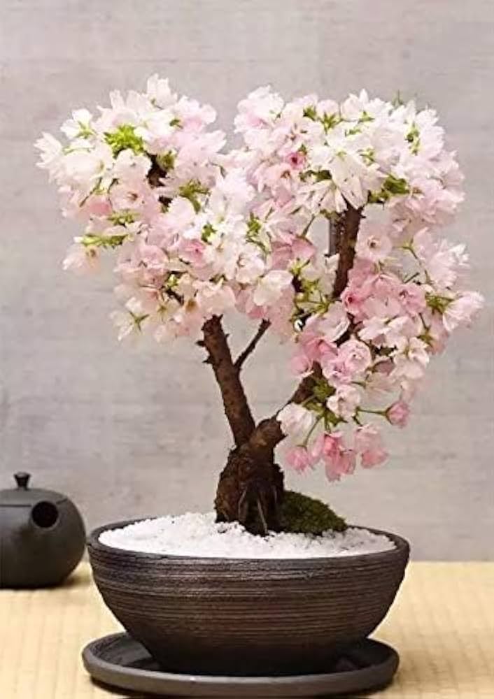 Cherry Blossom Prunus Serrulata Flower Seeds for Planting – Ideal for Ornamental Backyard Landscaping