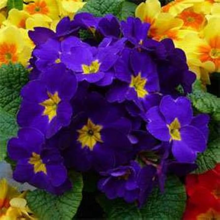 Blue Primrose (Primula vulgaris) seeds for spring garden planting