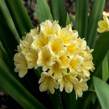 Clivia Flower - Heirloom, Non - Gmo Seeds