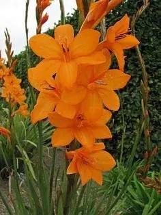 Bugle Lily Watsonia Pillansii Flower Seeds for Planting-Heirloom & Non-GMO Garden Seeds Dhara Seeds