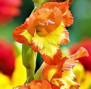Heirloom Yellow Orange Gladiolus Flower Seeds – Non-GMO Perennial Blooms for Planting for planting in your garden.