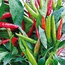 Philippine Hot Pepper Vegetable Seeds for Planting heirloom & Non-GMO Seeds