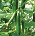 Cucumber Heirloom Non Gmo Image