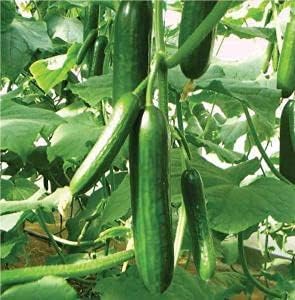 Cucumber Heirloom Non Gmo Image