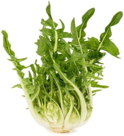 Green Puntarelle
