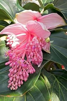 Medinilla Flower Seeds for Planting 100 pcs