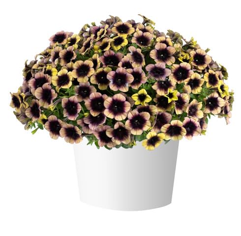 Brown Petunia Flower - Heirloom, Non - Gmo Seeds
