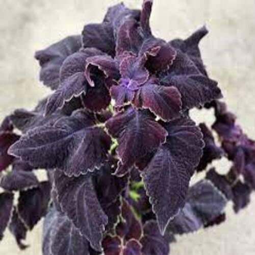 Purple Coleus - Heirloom, Non - Gmo Seeds