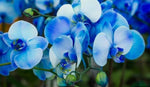 Butterfly Orchids Flower Seeds for Planting - 100 pcs for planting in your garden.