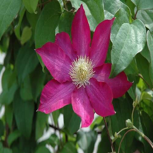 Giant Clematis Flower Pink - Heirloom, Non - Gmo Seeds