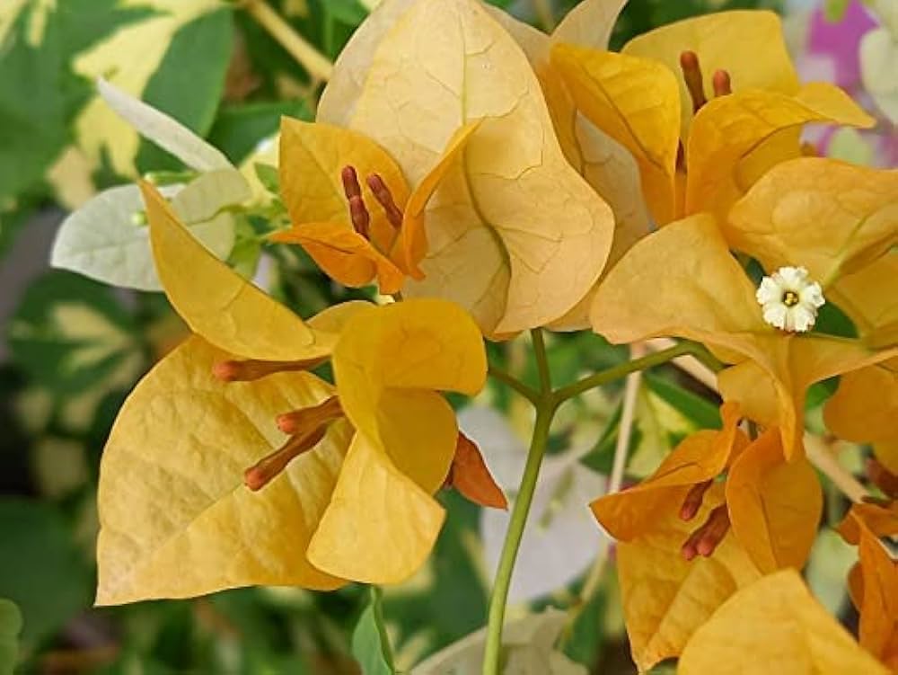 Bougainvillea Bougainvillea Spectabilis Flower Seeds for Planting – Perfect for Vertical Garden and Outdoor Decor
