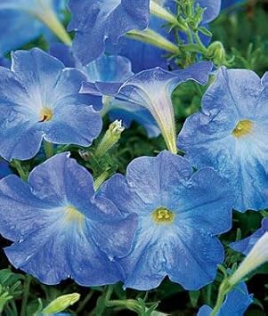 Petunia Flower Sky Blue - Heirloom, Non - Gmo Seeds
