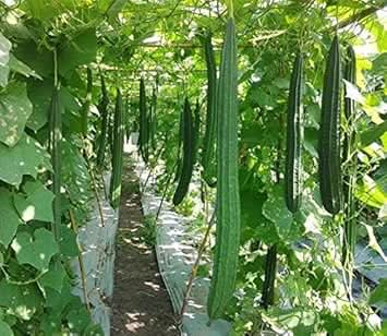 Green Luffa Luffa cylindrica for planting in home garden