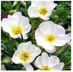 White Evening Primrose Flower Seeds for Planting - NON GMO Seeds Dhara Seeds