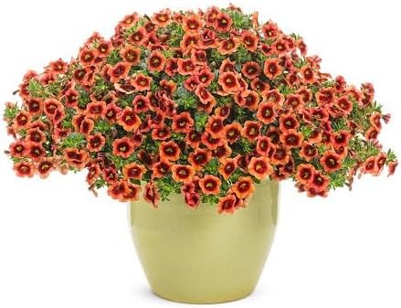 Orange Calibrchoa Flower