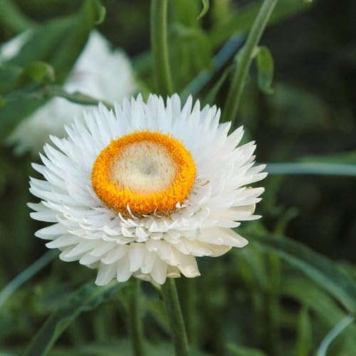 Helichrysum Flower White