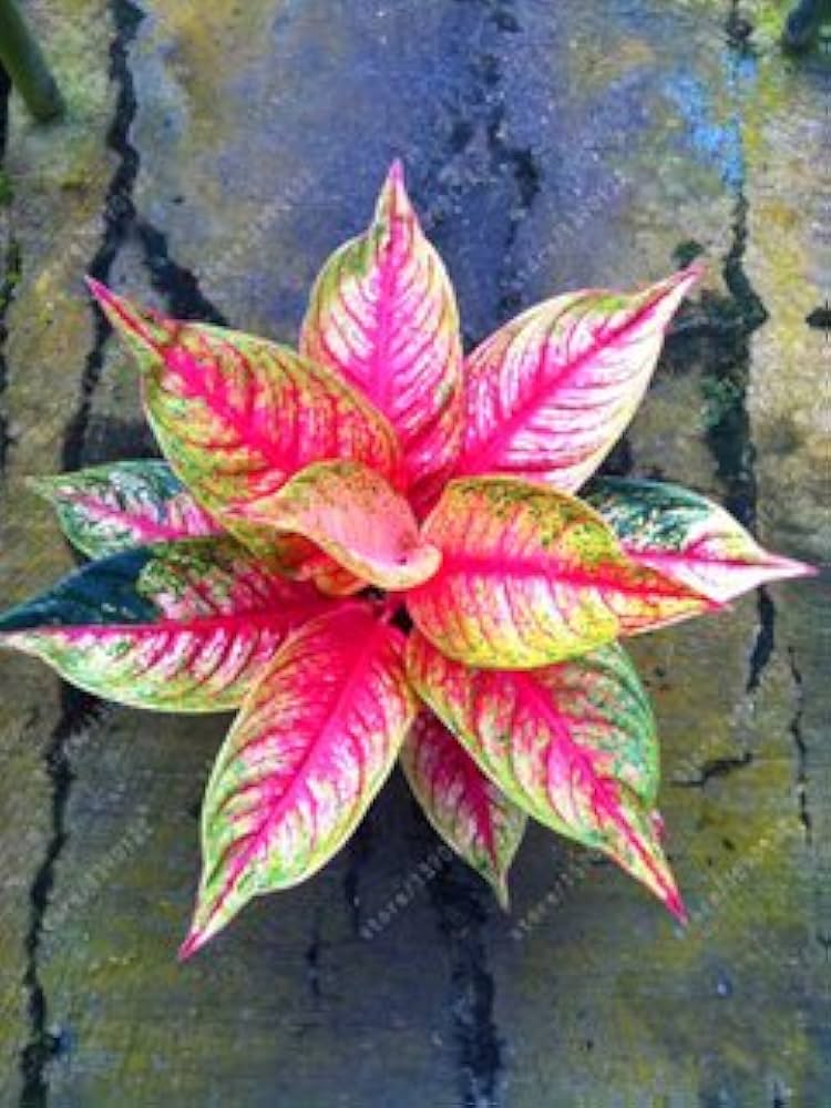 Aglaonema 'Pink Dud' Evergreen Flower Seeds Pcs