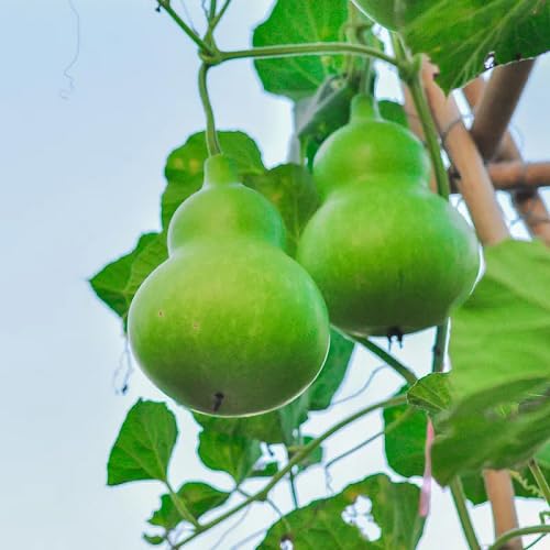 Green Calabash - Heirloom, Non - Gmo Seeds