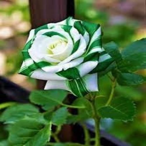 Green White Rose Flower - Heirloom, Non - Gmo Seeds