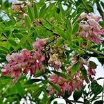 Gliricidia Sepium Planting Seeds - Non-GMO, Heirloom Tree for planting in home garden