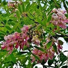 Gliricidia Sepium Planting Seeds - Non-GMO, Heirloom Tree for planting in home garden