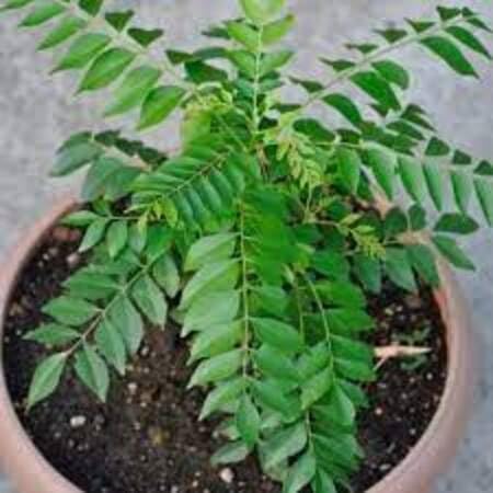 Curryleaf - Heirloom, Non - Gmo Seeds