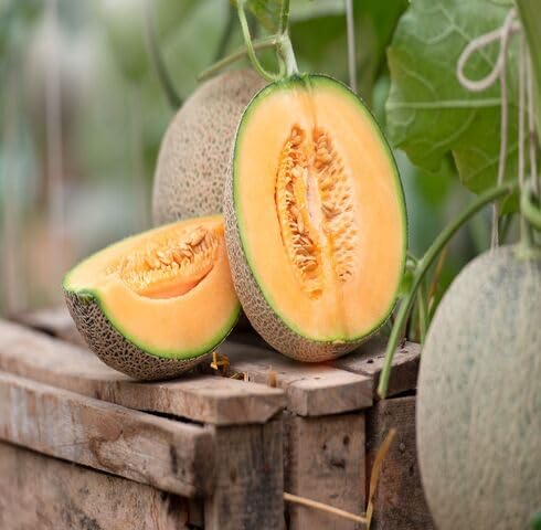 Orange Cantaloupe Fruit - Heirloom, Non - Gmo Seeds