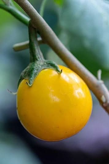 Yellow Eggplant Seeds for Planting