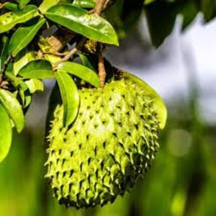 Durian Fruit Green - Heirloom, Non - Gmo Seeds