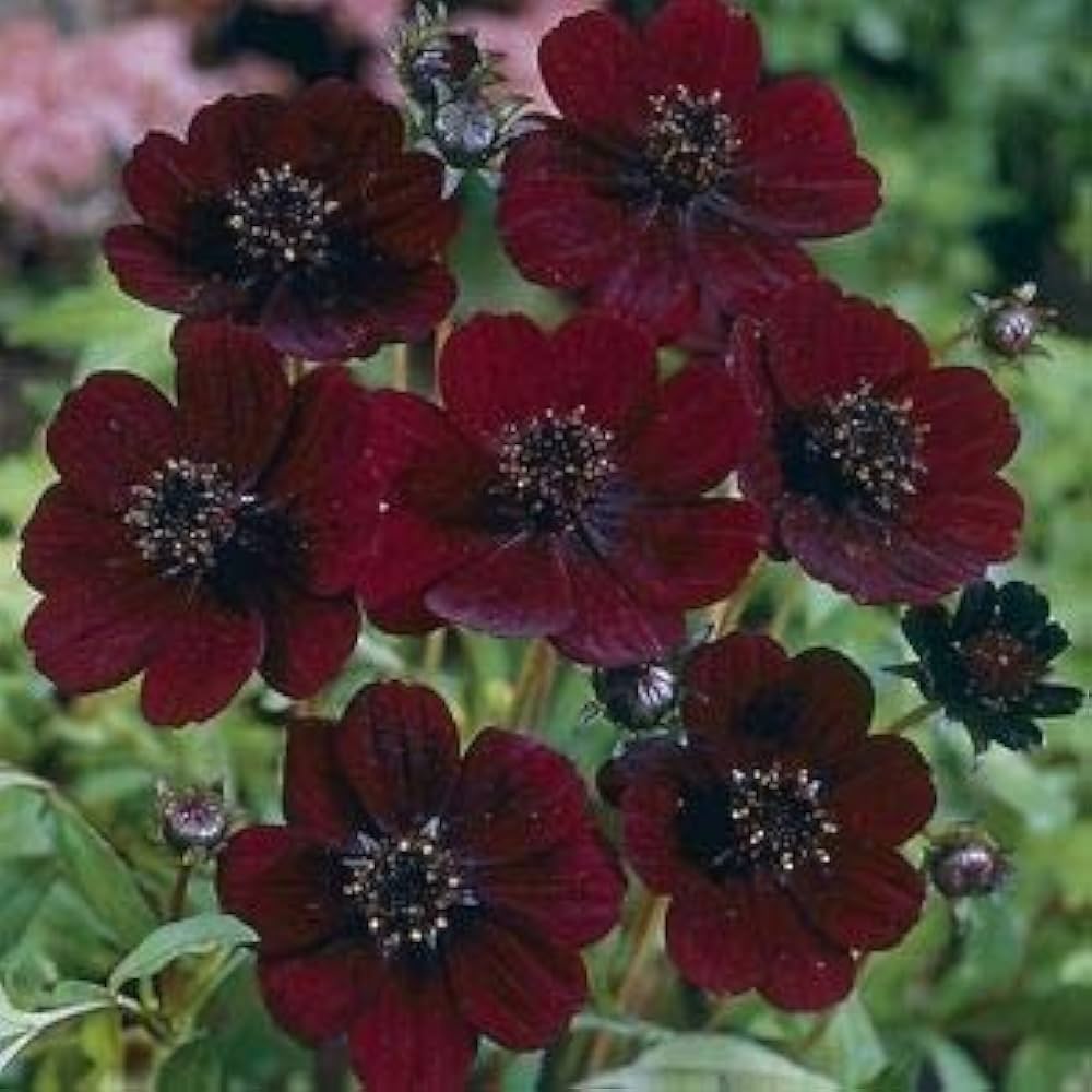 Cosmos Atrosanguineus Black Magic Chocolate Cosmos Seeds Rare Seeds