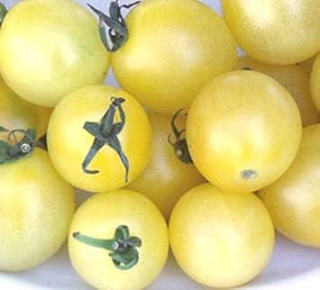 Light Yellow Tomato Solanum lycopersicum for planting in home garden