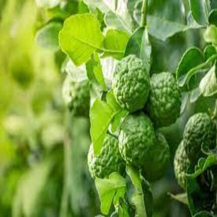 Green Bergamot Fruit