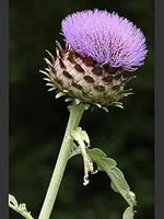 Violet Cardunculus Flower Seeds for Planting NON GMO Seeds Dhara Seeds