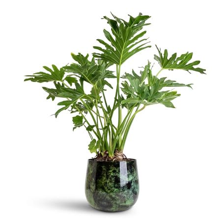 Philodendron Selloum Green