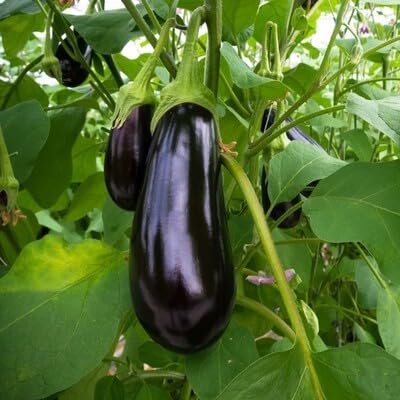 Black Brinjal - Heirloom, Non - Gmo Seeds