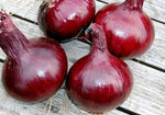 close-up of smooth, shiny red onion skin with tapered shape

