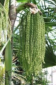 Fishtail Palm Heirloom Non Gmo Image