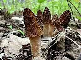 Mixed Morel Mushroom Vegetable Seeds for Planting – Deep Brown Variety