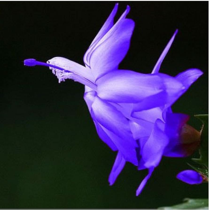 Schlumbergera Zygocactus Rare Flower Seeds
