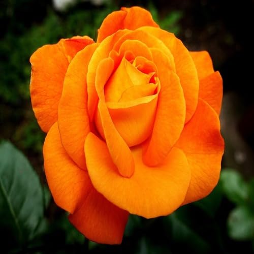 Rose Flower Orange - Heirloom, Non - Gmo Seeds