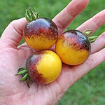 Bumblebee - Tomato for planting in home garden
