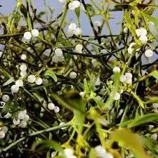 Mistletoe White Plant Seeds for Planting NON GMO Seeds Dhara Seeds