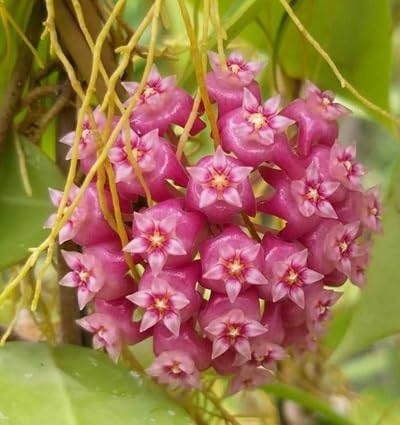 Pink Hoya Flower - Heirloom, Non - Gmo Seeds