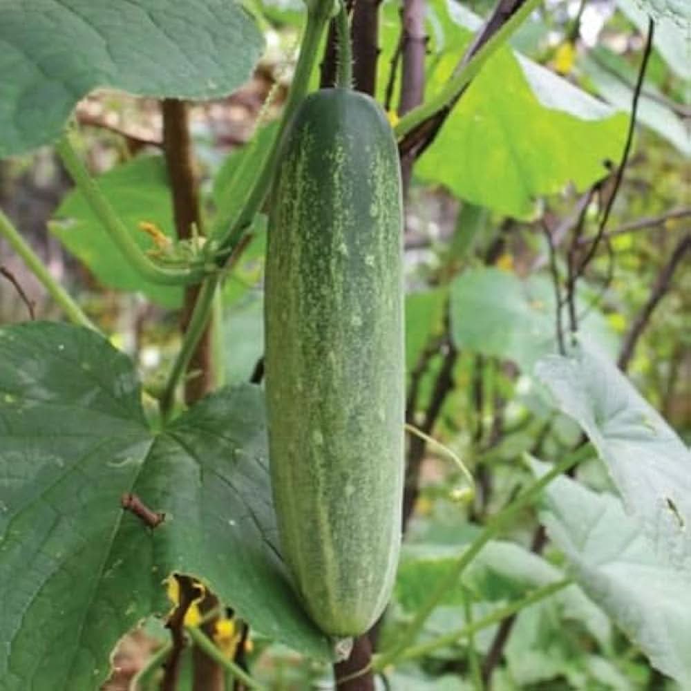 Sweet Cucumber Rare Non-GMO Vegetable Seeds for Home Garden