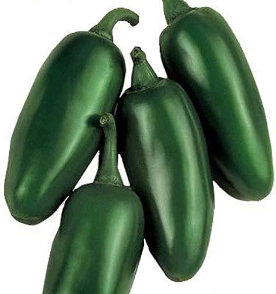 Senorita F Hot Pepper – Capsicum annuum – for planting in home garden vegetable patch