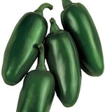 Senorita F Hot Pepper – Capsicum annuum – for planting in home garden vegetable patch