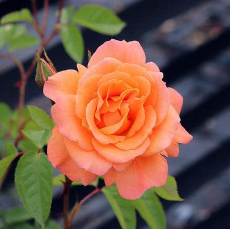 Orange Rose Flower - Heirloom, Non - Gmo Seeds
