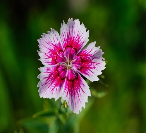 Pink White Dianthus Flower