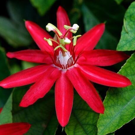 Red Passion Flower - Heirloom, Non - Gmo Seeds