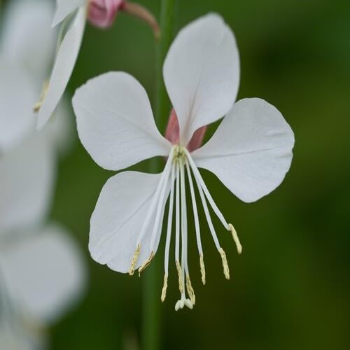 White Gaura Flower - Heirloom, Non - Gmo Seeds